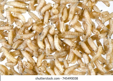 Maggots High Res Stock Images Shutterstock