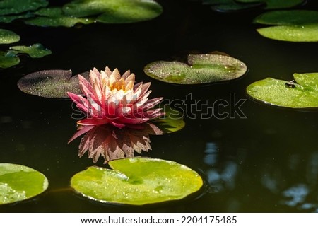 Magic big bright pink water lily or lotus flower Orange Sunset Perry in pond on blurred background. Close-up. Nymphaea reflected in water. Floral landscape for nature wallpaper. Selective focus.