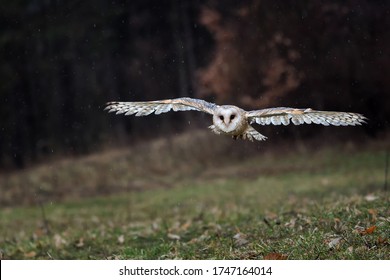 Magic bird Barn owl,Tyto alba flying in the dark forest,rain in the backround,owl landing.