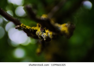 Тhe magic of the branches