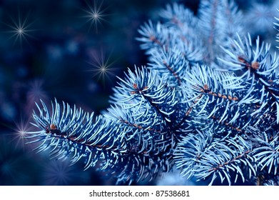 Magic branches of blue spruces at night
