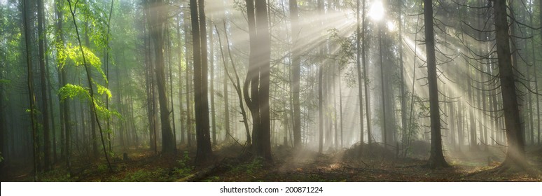 Magic Carpathian forest at dawn filled with the gentle rays of the sun in a misty morning haze. Alpine miracle available to anyone who at the dawn Take a walk after the rain
