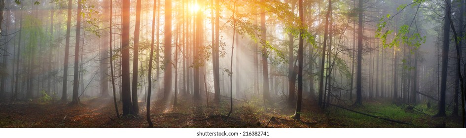 Magic Carpathian forest at dawn filled with the gentle rays of the sun in a misty morning haze. Alpine miracle available to anyone who at the dawn Take a walk after the rain