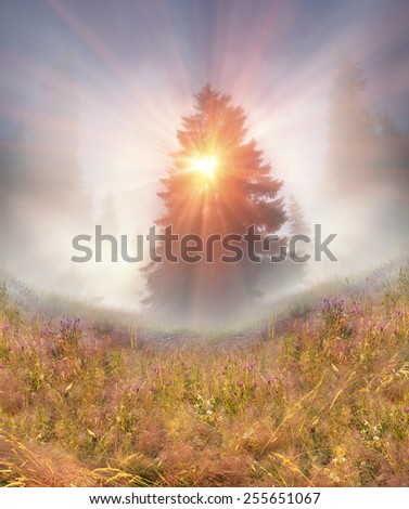 Similar – Nebulised Sun Sunset Fog