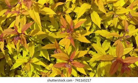 Magic Carpet Spirea Shrub Leaves