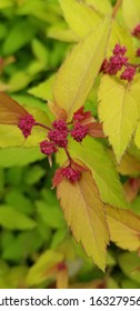 Magic Carpet Spirea Still Budding. 