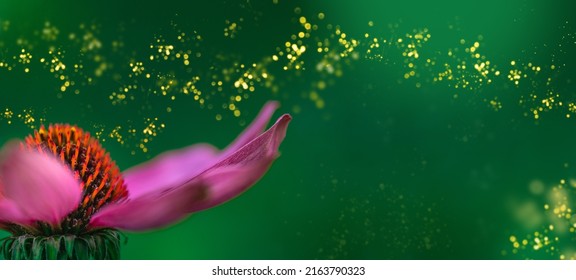 Magic compositions with blooming purple echinacea flower in herbal garden. Purple coneflower. Echinacea purpurea with natural green background. Herbal medicine,  alternative medicine, homeopathy
				