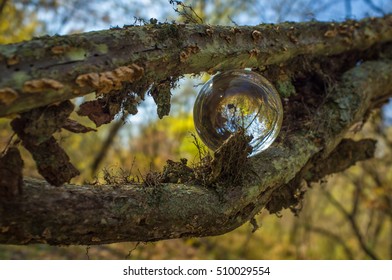 Magic crystal ball between vine branches for autumn fantasy imagery 