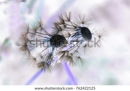 Similar – Foto Bild Herbstmohn Natur Pflanze