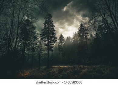 Magic dark forest. Autumn forest scenery with rays of warm light. Mistic forest. Beskid Mountains. Poland