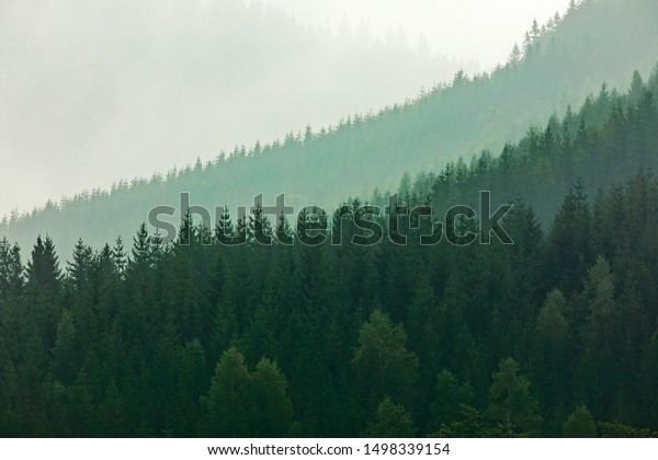 Magic Detail Misty Forest Landscape Nature Stock Image