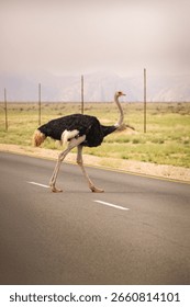 Magic encounter with breathtaking wildlife in Namibia