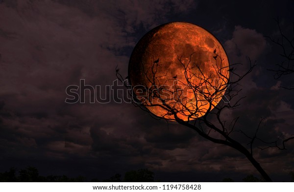 Magic\
evening panorama with moon and tree\
silhouette