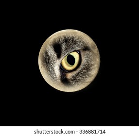 Moon Eye Images Stock Photos Vectors Shutterstock - 