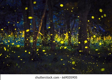The magic of fireflies flying in the forest at nighttime A summer like a fairy tale and the bokeh light from fireflies in Prachin Buri, Thailand, Long exposure photo.