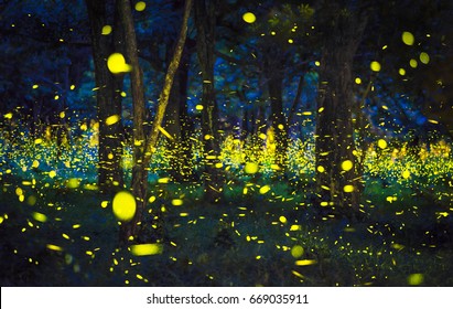 The magic of fireflies flying in the forest at nighttime A summer like a fairy tale and the bokeh light from fireflies in Prachin Buri, Thailand, Long exposure photo.