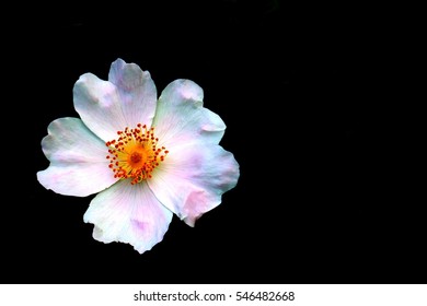 133,335 Mystery flower Images, Stock Photos & Vectors | Shutterstock