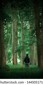 in to the magic forest , nice view