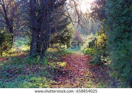 magic forest path in autumn. vertical image
