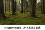 Magic green mossy sunny forest with conifer trees.	
