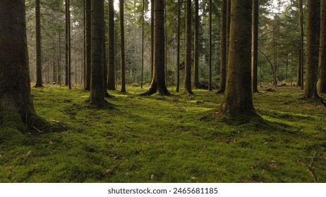 Magic green mossy sunny forest with conifer trees.	
 - Powered by Shutterstock