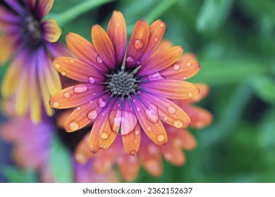 Magic little African daisy in a garden after the rain: purple, orange and green, and many rain drops on the petals. Top sale. - Powered by Shutterstock