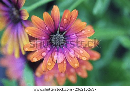 Magic little African daisy in a garden after the rain: purple, orange and green, and many rain drops