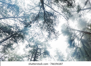 Magic misty forest