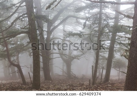 Similar – Image, Stock Photo Nebelwald Nature Autumn
