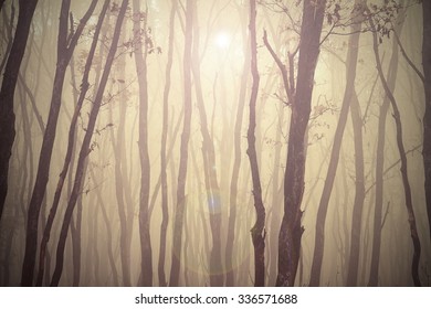 magic misty forest view, trees in fog