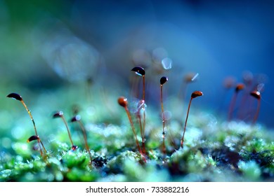 Magic moss