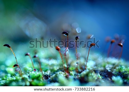 Magic moss