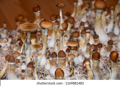 4,958 Psilocybin Stock Photos, Images & Photography | Shutterstock