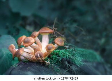 Magic Mushroom stock images. Psilocybin mushroom images. A group of magic mushrooms.