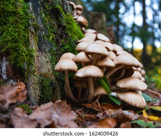 Magic mushrooms close-up. A cluster of small white mushrooms growing next to a tree covered with moss in the forest. Many small poisonous mushrooms. Misterious forest still life macro photography.
