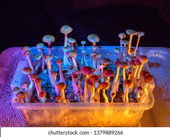 Magic Mushrooms. Home Mushroom Cultivation Growing 