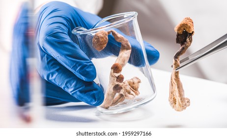 4,958 Psilocybin Stock Photos, Images & Photography | Shutterstock