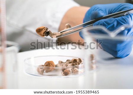 Magic Mushrooms in laboratory. Psilocybin science and research. Person examining fungi.