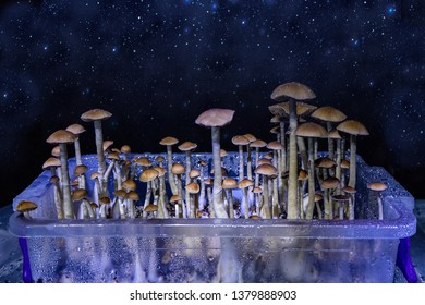 Magic Mushrooms.Home Mushroom Cultivation Growing 