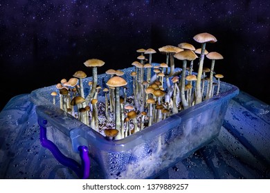 Magic Mushrooms.Home Mushroom Cultivation Growing 