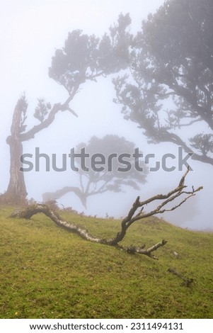 Magic mystic foggy view of curved trees forest landscape in Posto Florestal Fanal forest with Laurisilva of Madeira Laurel fores. Beauty in nature concept image.