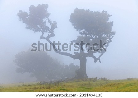 Magic mystic foggy view of curved trees forest landscape in Posto Florestal Fanal forest with Laurisilva of Madeira Laurel fores. Beauty in nature concept image.