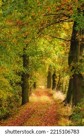 Magic Path In Colorful Autumn Foliage Tree Tunnel. Czech Landscape 