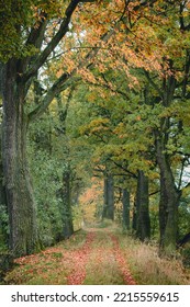 Magic Path In Colorful Autumn Foliage Tree Tunnel. Czech Landscape 