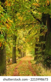 Magic Path In Colorful Autumn Foliage Tree Tunnel. Czech Landscape 