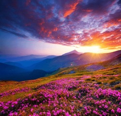 Magic Pink Flowers Rhododendrons At Sunset In A Mountainous Area. Location Place Carpathian Mountains, National Park Chornohora, Ukraine, Europe. Exotic Photo Wallpaper. Discover The Beauty Of Earth.