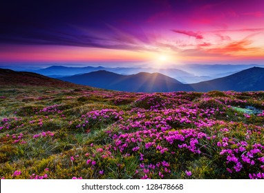 Magic pink rhododendron flowers on summer mountain.Carpathian, Ukraine.