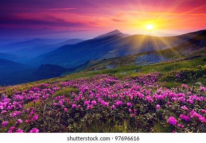 Magic pink rhododendron flowers summer mountain
