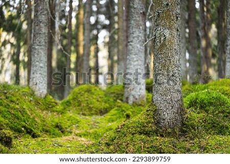 Magic spruce forest covered with moss. Selective focus.