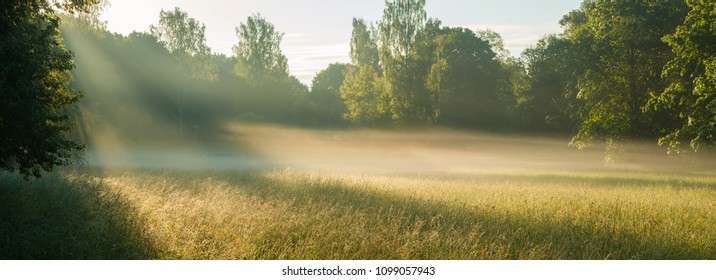 Magic summer morning, and morning mist over the field
